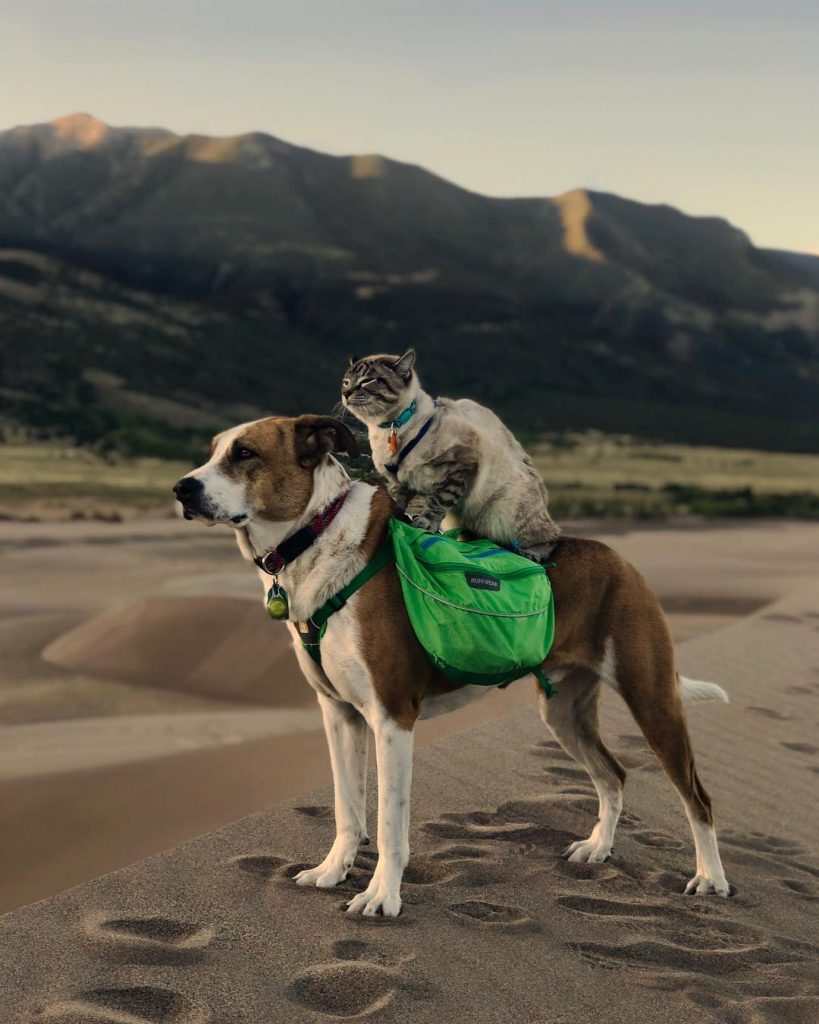 pet duos travel world strongest bonding