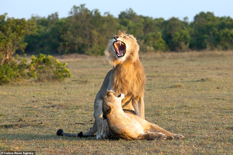 Explanation Of This Viral Picture On The Internet Of Lion Mating With Lioness