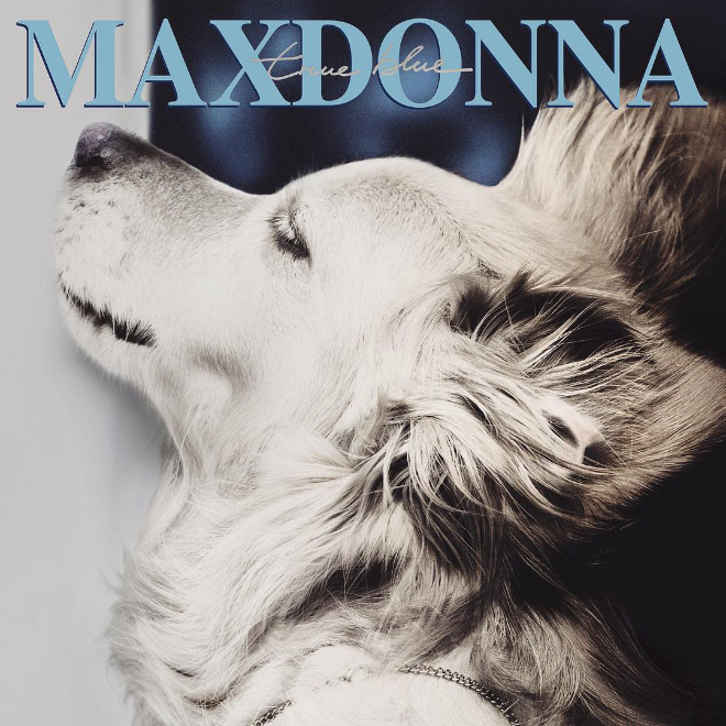 Dog Replicates Madonna Iconic Photos