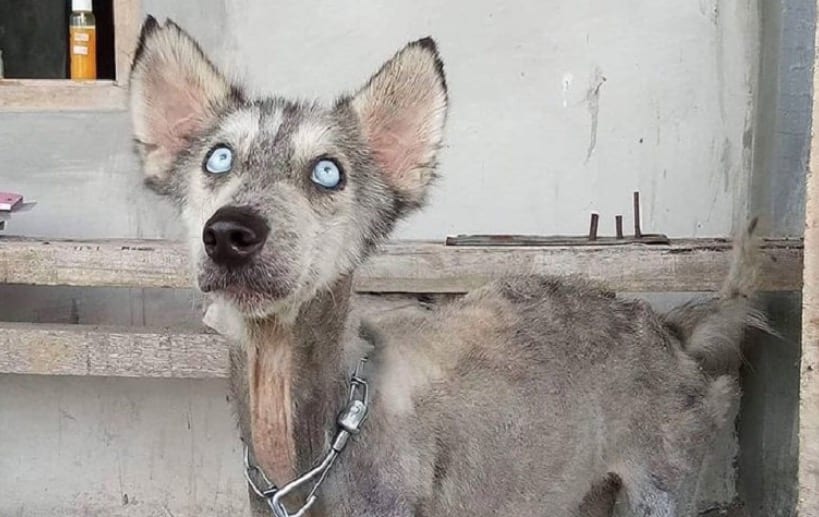 man From Bali Restores The Health Of A Skinny Dog husky In Just 10 Months