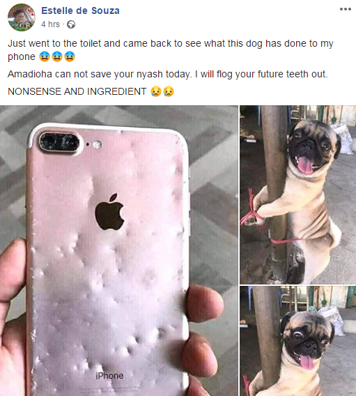 woman tied her pet dog to a pole because he chewd her iphone