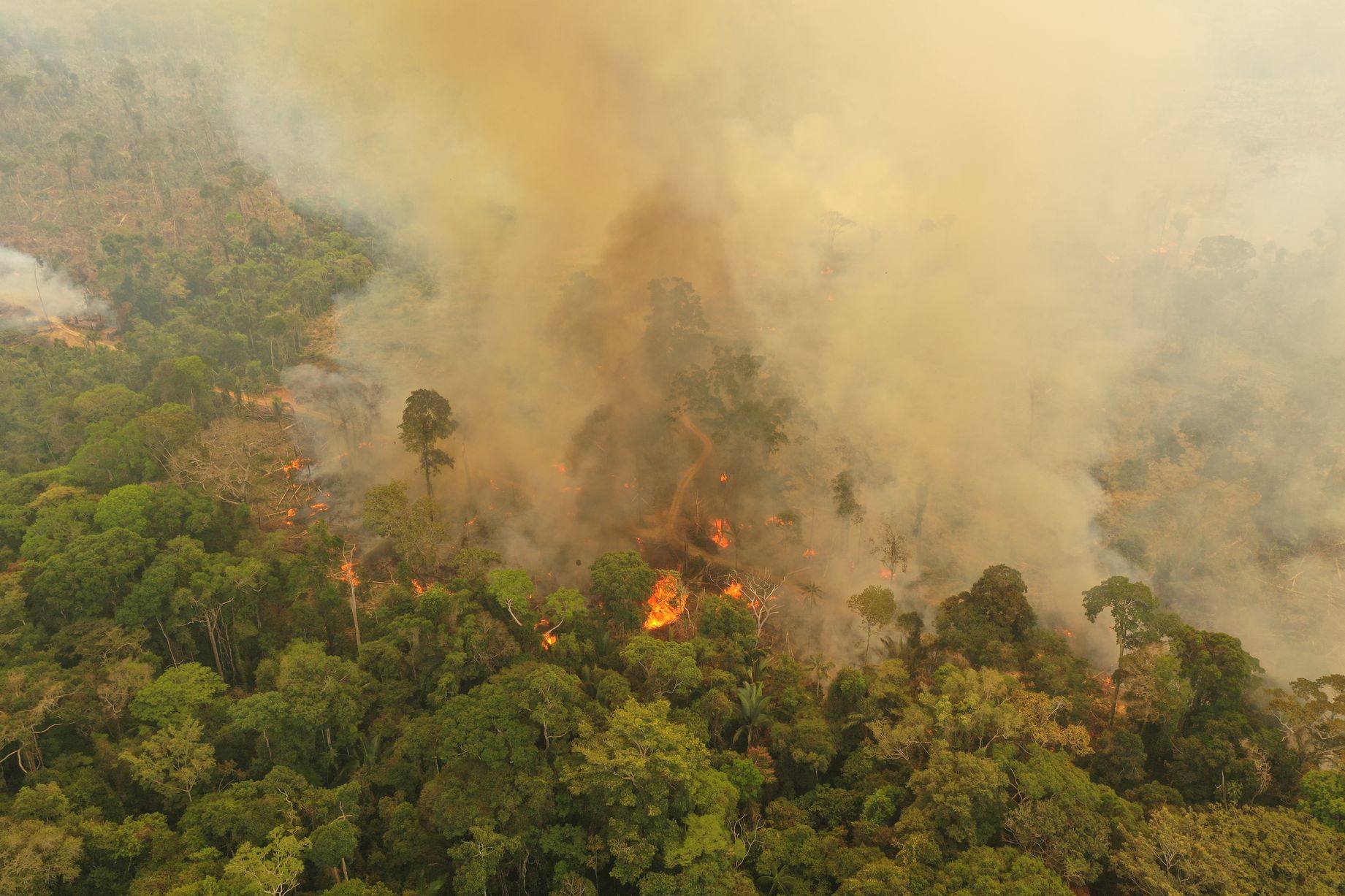 Leonardo DiCaprio's Earth Alliance Pledged To Donate $5 Million For Amazon Rainforest