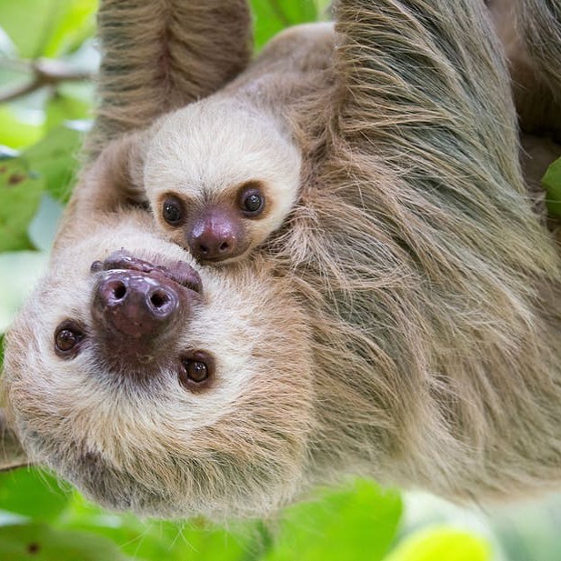 Cute pictures of baby sloths will make you smile
