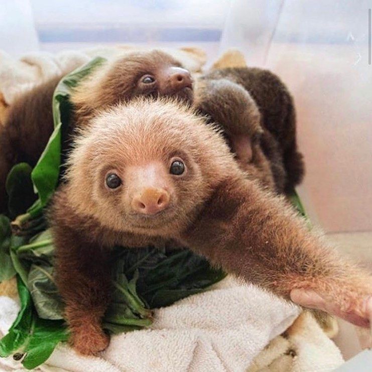 Baby sloths make you smile