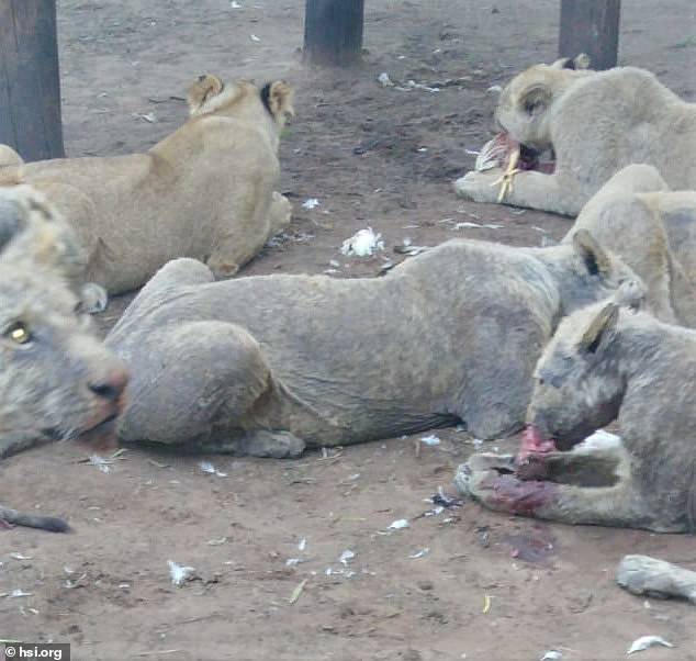 108 Diseased and Abused Lions Were Found on South African Farm