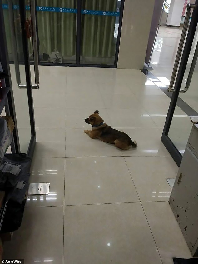 Dog Waits At Hospital For 3 Months After His Owner Died Of Coronavirus