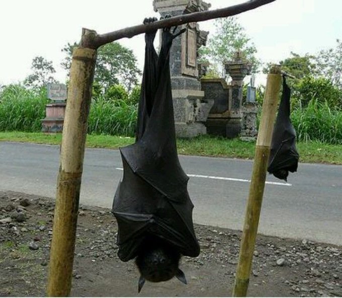 The Picture of This Human-Sized-Bat Surfacing The Internet Is Actually Real
