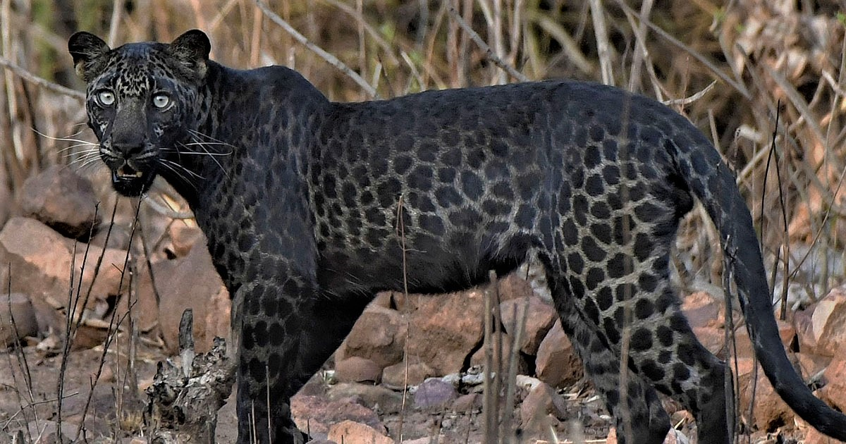 Extremely Rare Picture of Black Leopard Clicked By Tourist On First Ever Safari