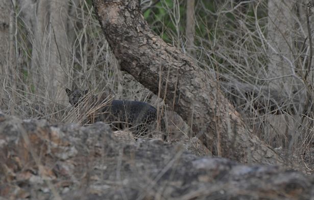 Extremely Rare Picture of Black Leopard Clicked By Tourist On First Ever Safari