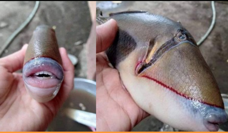 Fish With Human-Like Teeth Is Going Viral On The Internet For Its Unusual Appearance