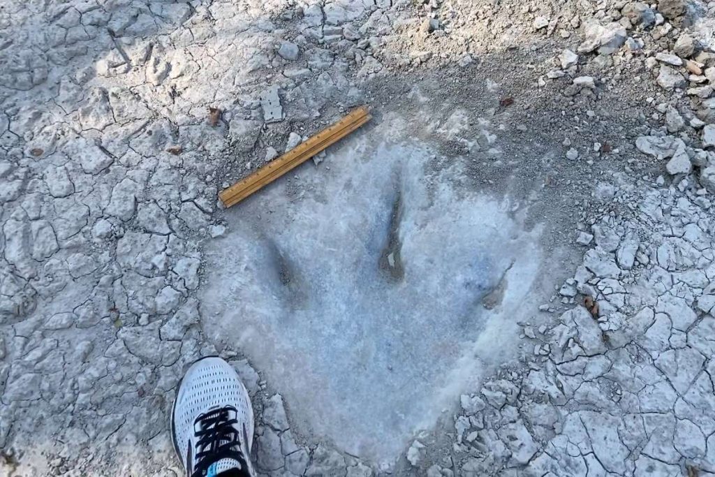 Drought reveals 113-million-year-old dinosaur tracks in Texas