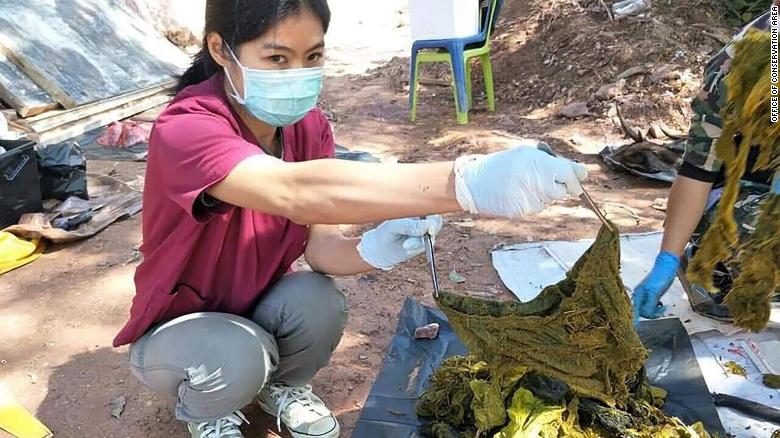 Deer Found Dead In Thai National Park With 15 Pounds of Trash Inside His Stomach