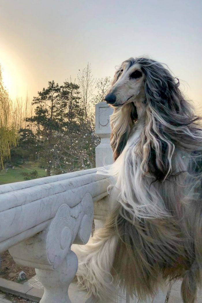 Man From Beijing Spends Thousands Of Dollars Trying To Keep His Dog’s Hair Stylish Daily
