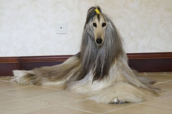 Man From Beijing Spends Thousands Of Dollars Trying To Keep His Dog’s Hair Stylish Daily