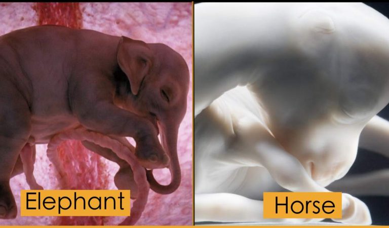 Breathtakingly Beautiful Images Of Animal Babies In The Womb