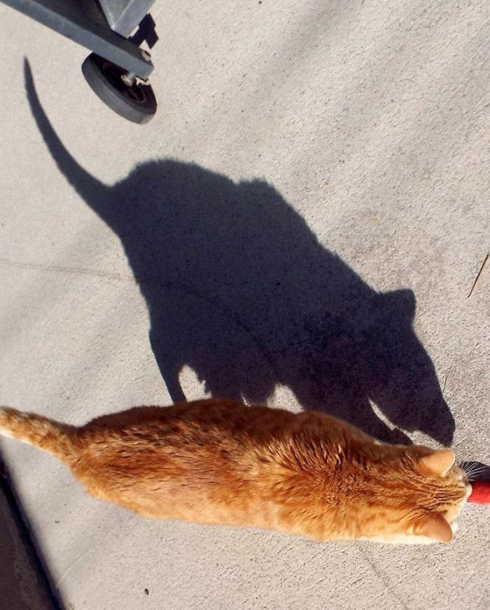 These Optical Illusions Created By Shadows Are Way Too Incredible