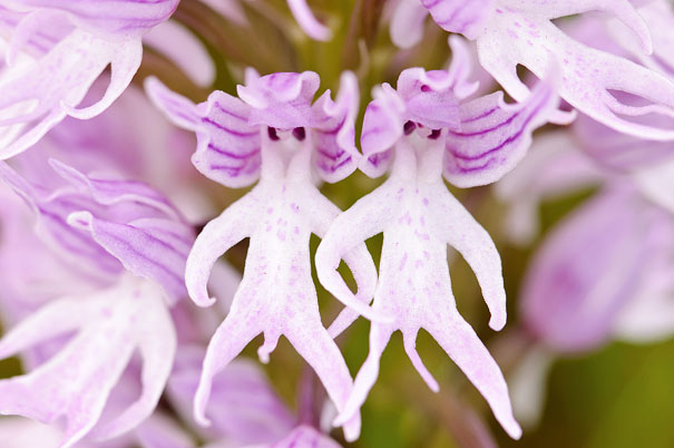 15+ Flowers That Resemble Something Else