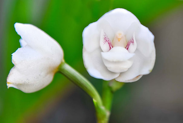 15+ Flowers That Resemble Something Else