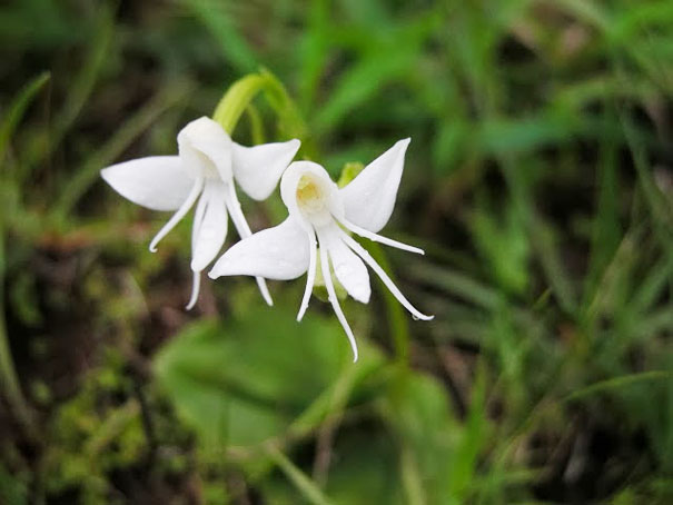 15+ Flowers That Resemble Something Else