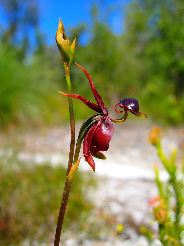 15+ Flowers That Resemble Something Else