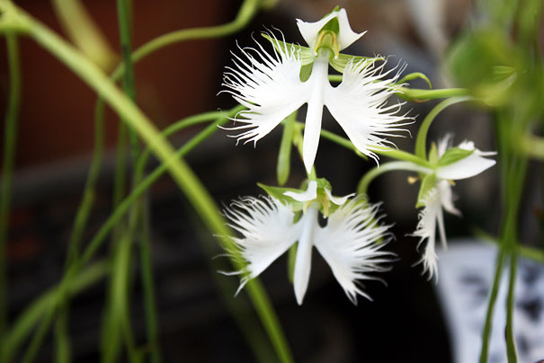 15+ Flowers That Resemble Something Else