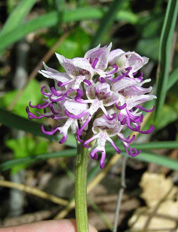 15+ Flowers That Resemble Something Else