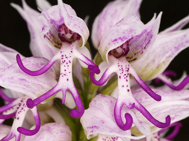 15+ Flowers That Resemble Something Else