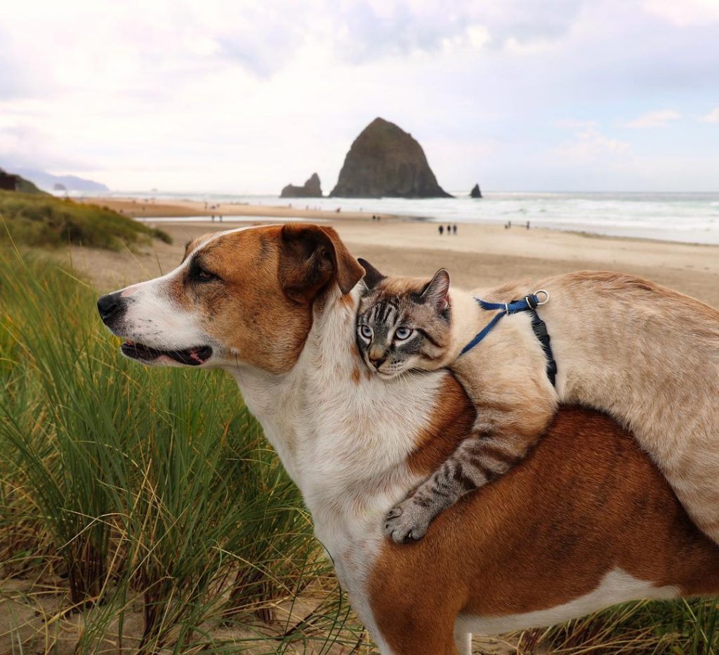 pet duos travel world strongest bonding