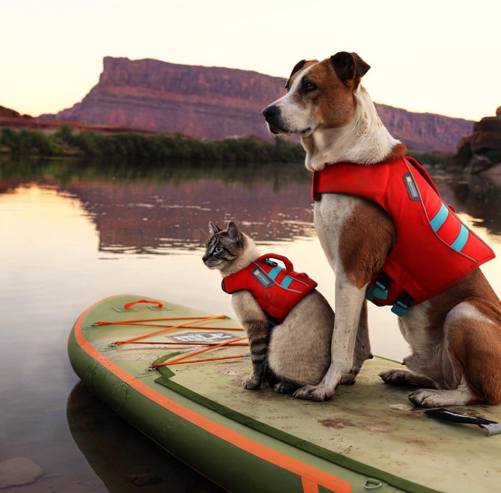 pet duos travel world strongest bonding