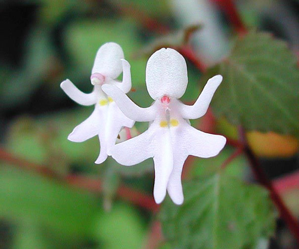 15+ Flowers That Resemble Something Else