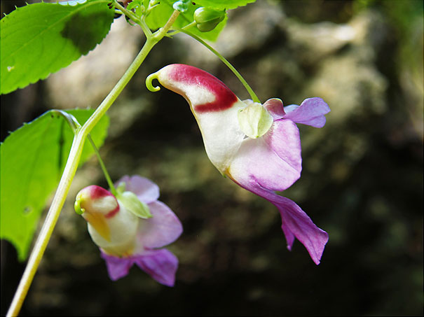 15+ Flowers That Resemble Something Else