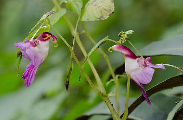 15+ Flowers That Resemble Something Else