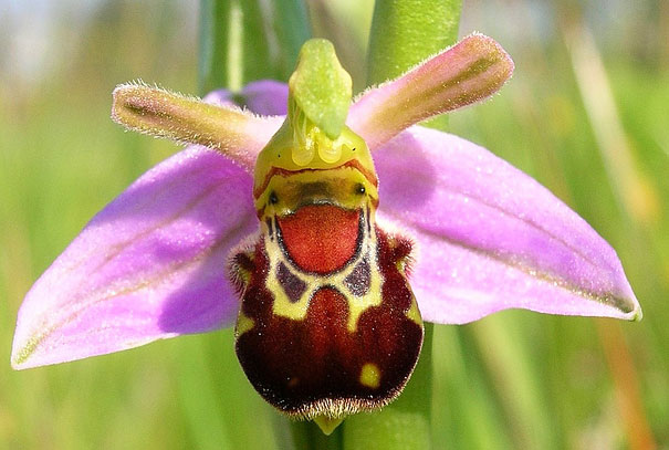 15+ Flowers That Resemble Something Else