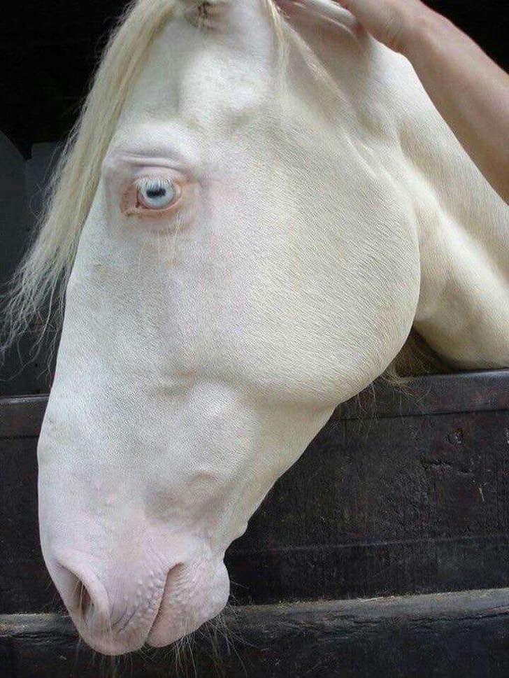 Albino Animals Pictures - Horse