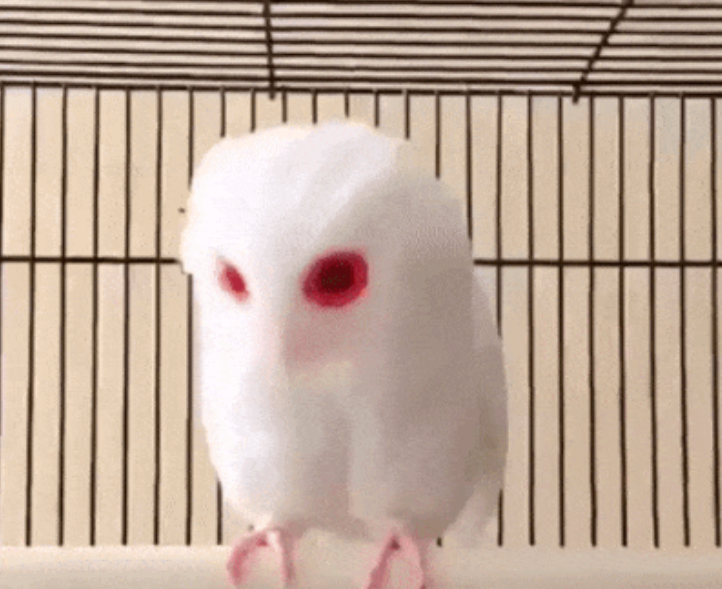 Albino Animals Pictures Owl