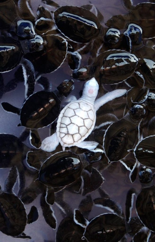 Albino Animals Pictures Turtle