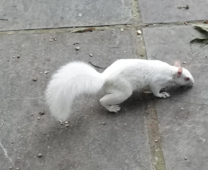 Albino Animals Pictures Squirrel