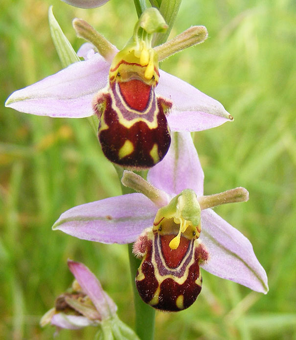 15+ Flowers That Resemble Something Else