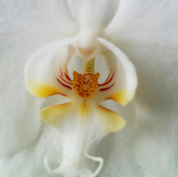 15+ Flowers That Resemble Something Else