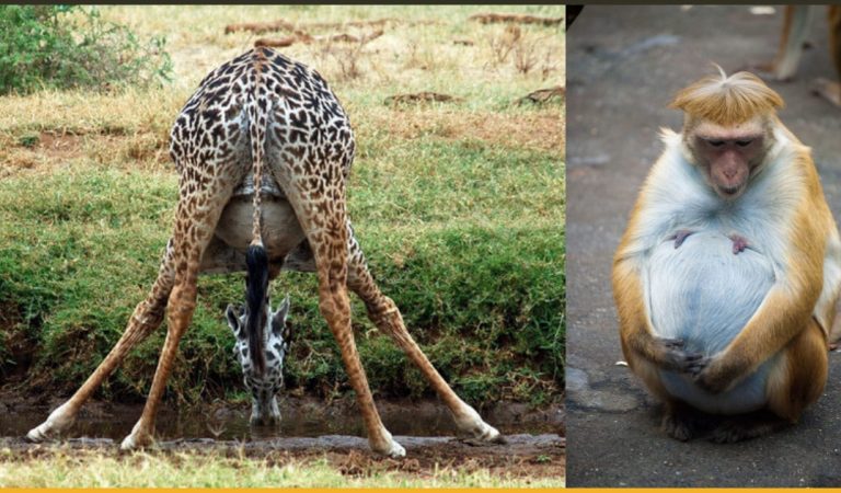 20+ Lovable Pregnant Animals Who Shall Seriously Make You Smile