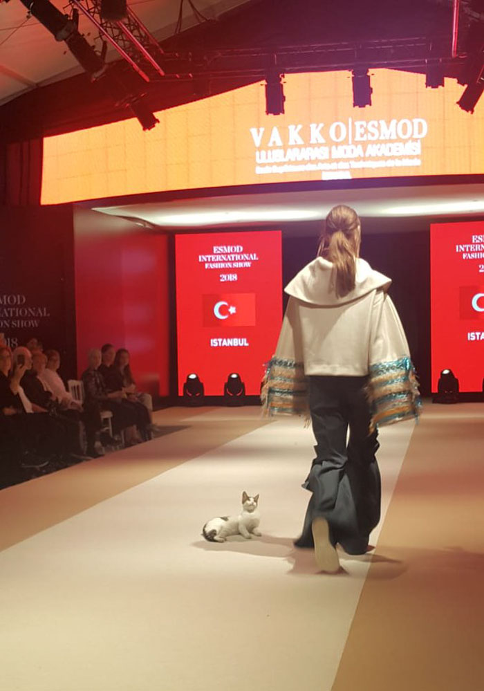 Stray Cat Enters The Fashion Show And Hilariously Takes All The Attention From Models