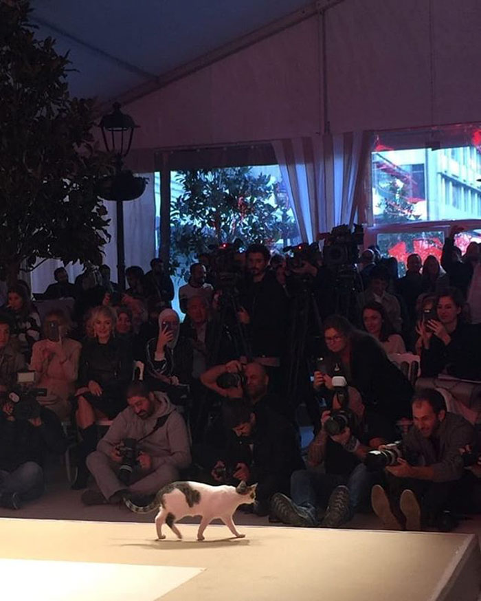 Stray Cat Enters The Fashion Show And Hilariously Takes All The Attention From Models