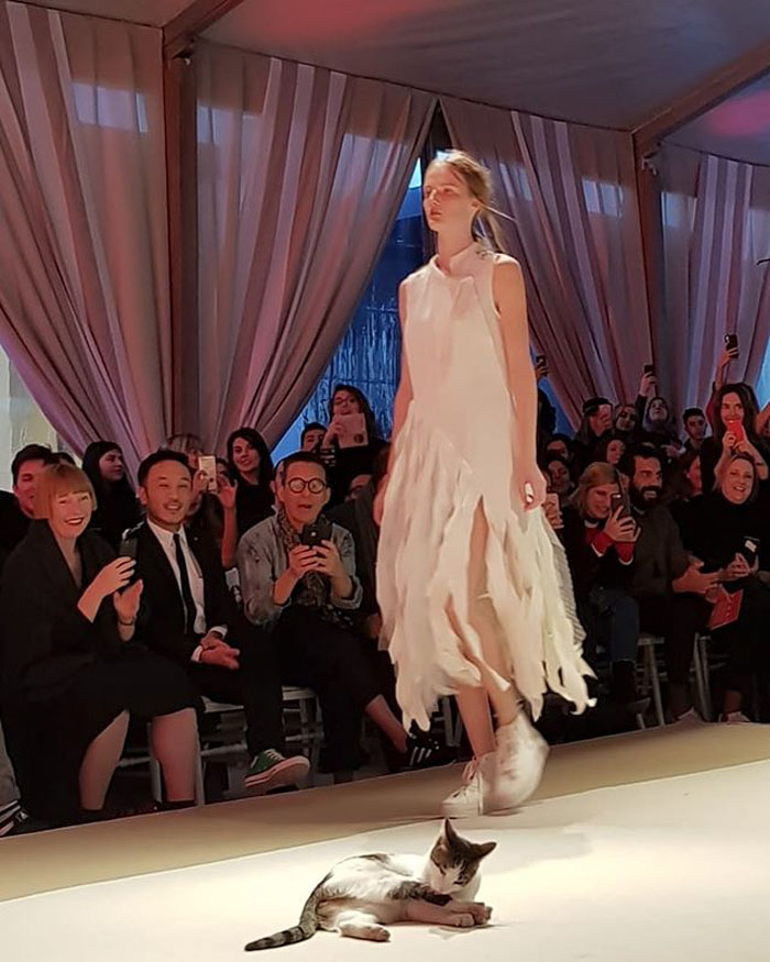 Stray Cat Enters The Fashion Show And Hilariously Takes All The Attention From Models