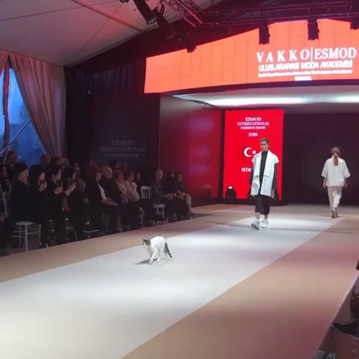 Stray Cat Enters The Fashion Show And Hilariously Takes All The Attention From Models