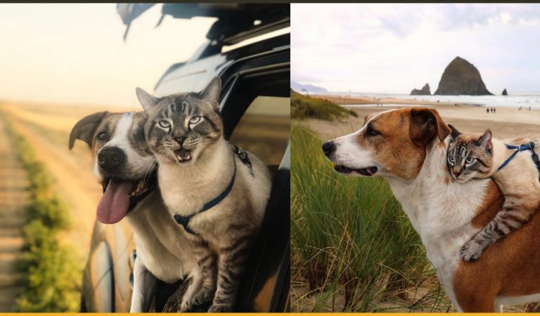 Cutest Pet Duos Travel The World And Pictures Reveal Their Strongest Bonding