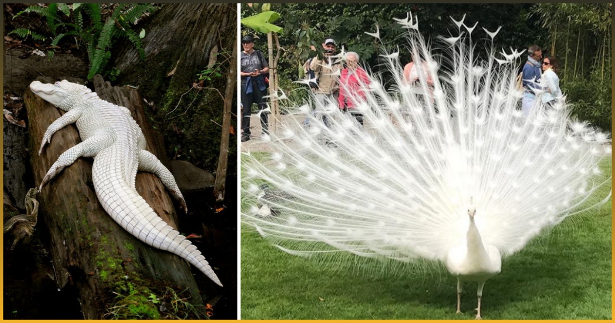 18 Rare Albino Animals Pictures That Define Real Beauty Of Animals