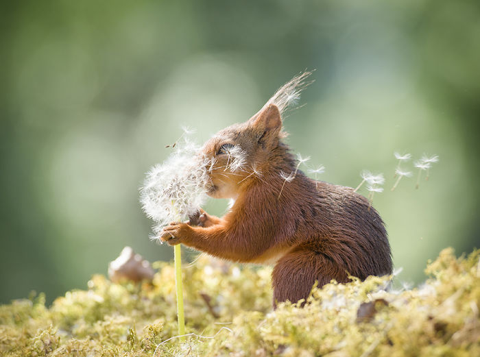 Photographer Followed Squirells For 6 Years And Here Are The Best Of His Pictures