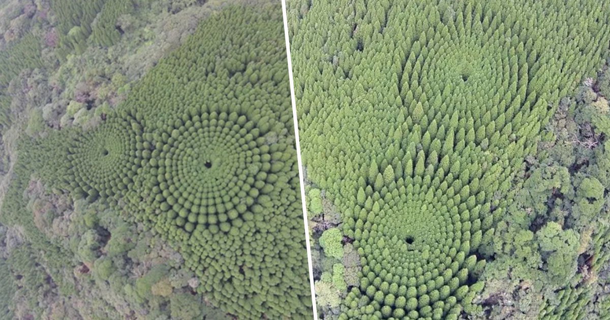 Bizarre Experiment Lead to This Mysterious Forest in Japan