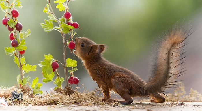 Photographer Followed Squirells For 6 Years And Here Are The Best Of His Pictures