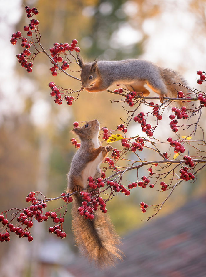 Photographer Followed Squirells For 6 Years And Here Are The Best Of His Pictures